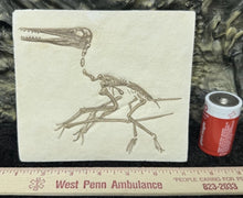 Charger l'image dans la galerie, Pterosaur: Pterodactylus kochi Fossil Cast Plate