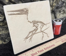 Charger l'image dans la galerie, Pterosaur: Pterodactylus kochi Fossil Cast Plate