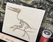 Charger l'image dans la galerie, Pterosaur: Pterodactylus kochi Fossil Cast Plate