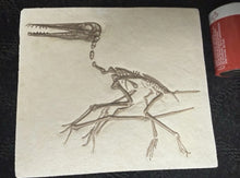 Charger l'image dans la galerie, Pterosaur: Pterodactylus kochi Fossil Cast Plate