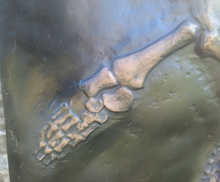 Charger l&#39;image dans la galerie, International shipping Plesiosaurus Skeleton cast replica marine reptile
