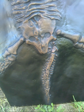 画像をギャラリービューアに読み込む, International shipping Plesiosaurus Skeleton cast replica marine reptile