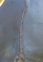 Load image into Gallery viewer, International shipping Plesiosaurus Skeleton cast replica marine reptile