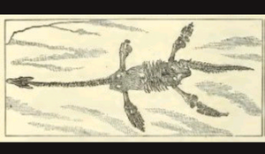 International shipping Plesiosaurus Skeleton cast replica marine reptile