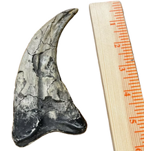 Load image into Gallery viewer, Utahraptor Claw Dinosaur Dromaeosauridae Raptor claw cast replica
