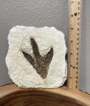 Load image into Gallery viewer, Theropod Dinosaur Footprint Track #4 Fossil Grallator Quality Collectible Dinosaur track cast replica