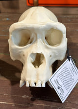 Load image into Gallery viewer, Lowland Gorilla Female Skull cast replica BC-035 (1/26)
