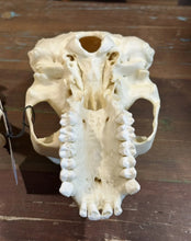 Load image into Gallery viewer, Lowland Gorilla Female Skull cast replica BC-035 (1/26)