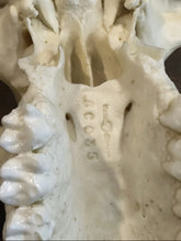 Load image into Gallery viewer, Lowland Gorilla Female Skull cast replica BC-035 (1/26)
