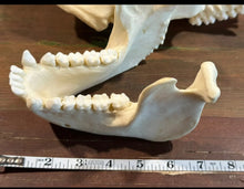 Load image into Gallery viewer, Lowland Gorilla Female Skull cast replica BC-035 (1/26)