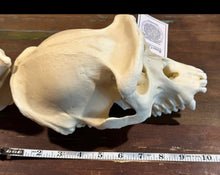 Load image into Gallery viewer, Lowland Gorilla Female Skull cast replica BC-035 (1/26)