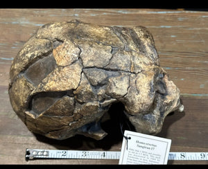 Homo erectus Sangiran 17 Skull Model cranium replica Full-size cast