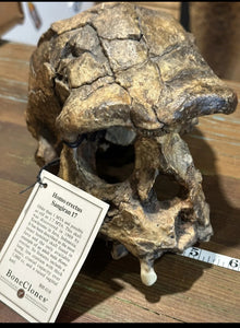 Homo erectus Sangiran 17 Skull Model cranium replica Full-size cast