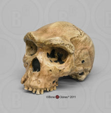 Cargar imagen en el visor de la galería, Homo heidelbergensis  cranium replica Full-size cast 2023