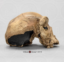 Load image into Gallery viewer, Homo heidelbergensis  cranium replica Full-size cast 2023