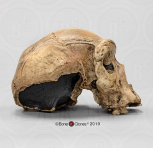 Homo heidelbergensis  cranium replica Full-size cast 2023