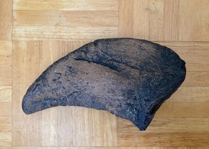 Camarasaurus claw cast replica #1