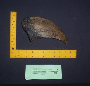 Camarasaurus claw cast replica #1