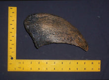 Load image into Gallery viewer, Camarasaurus claw cast replica #1