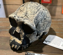 Load image into Gallery viewer, KNM-ER 1813

Homo habilis cast replica (skull only) Updated 2023