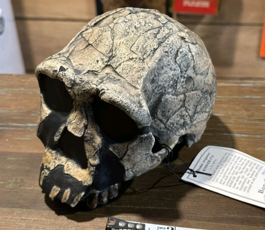 KNM-ER 1813

Homo habilis cast replica (skull only) Updated 2023