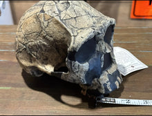 Cargar imagen en el visor de la galería, KNM-ER 1813

Homo habilis cast replica (skull only) Updated 2023
