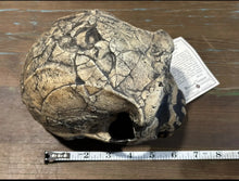 Load image into Gallery viewer, KNM-ER 1813

Homo habilis cast replica (skull only) Updated 2023