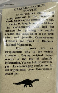 Camarasaurus Tooth Fossil Cast Replica Dinosaur Tooth #2