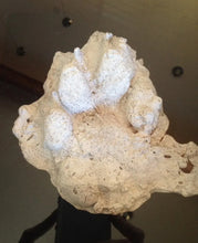 Laden Sie das Bild in den Galerie-Viewer, Dogman Cryptid Footprint Unknown footprint cast replica Bear? Wolf? Cryptozoology