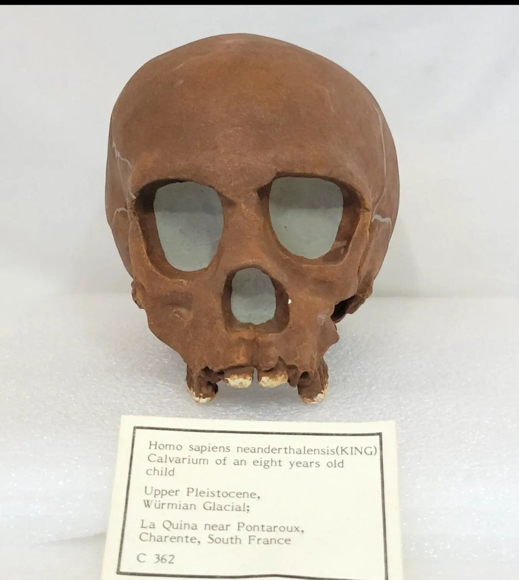 La Quina Neanderthal Child Hominid skull cast replicas