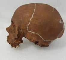 Load image into Gallery viewer, La Quina Neanderthal Child Hominid skull cast replicas