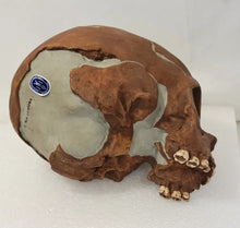 Cargar imagen en el visor de la galería, La Quina Neanderthal Child Hominid skull cast replicas