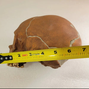 La Quina Neanderthal Child Hominid skull cast replicas
