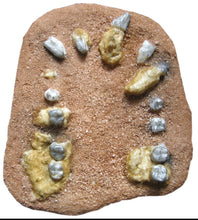 Cargar imagen en el visor de la galería, Mandibular dentition of Australopithecus anamensis Resin Cast replica