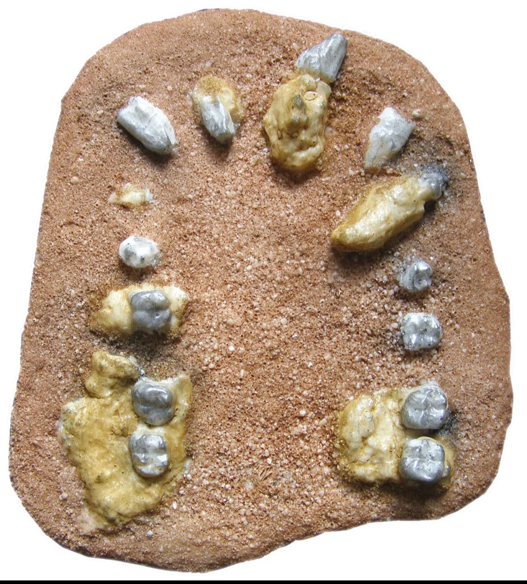 Mandibular dentition of Australopithecus anamensis Resin Cast replica