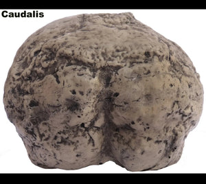 Neanderthal Endocast of brain of Homo neanderthalensis Resin Cast replica