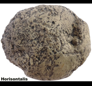 Neanderthal Endocast of brain of Homo neanderthalensis Resin Cast replica