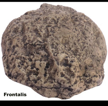 Charger l&#39;image dans la galerie, Neanderthal Endocast of brain of Homo neanderthalensis Resin Cast replica