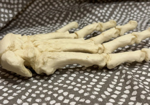 Black Bear front Paw cast replica