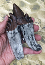 Load image into Gallery viewer, Basilosaurus Giant Prehistoric Basilosaurus, early whale tooth molar, Replica 3983 cast replica