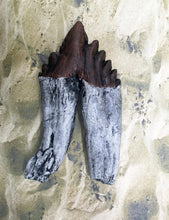 Cargar imagen en el visor de la galería, Basilosaurus Giant Prehistoric Basilosaurus, early whale tooth molar, Replica 3983 cast replica