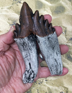 Basilosaurus Giant Prehistoric Basilosaurus, early whale tooth molar, Replica 3983 cast replica