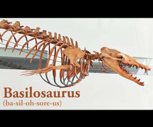 Load image into Gallery viewer, Basilosaurus Giant Prehistoric Basilosaurus, early whale tooth molar, Replica 3983 cast replica