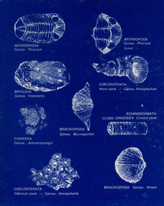 Middle
Paleozoic Era:
Devonian and Silurian
Periods Fossil Cast Replicas