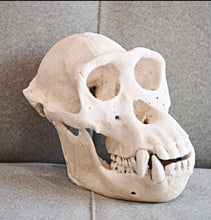 Cargar imagen en el visor de la galería, Clearance:  Skull Duggery Chimpanzee skull replica cast