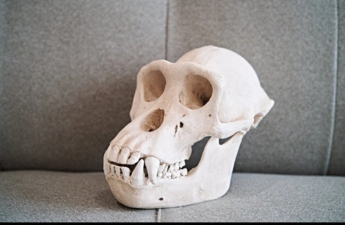 Clearance:  Skull Duggery Chimpanzee skull replica cast