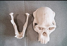 Cargar imagen en el visor de la galería, Clearance:  Skull Duggery Chimpanzee skull replica cast