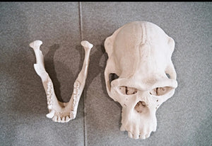 Clearance:  Skull Duggery Chimpanzee skull replica cast