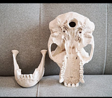 Load image into Gallery viewer, Clearance:  Skull Duggery Chimpanzee skull replica cast