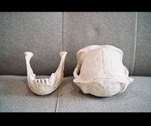 Cargar imagen en el visor de la galería, Clearance:  Skull Duggery Chimpanzee skull replica cast